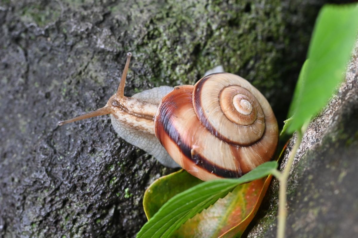 Bava di Lumaca: I Benefici Sorprendenti per la Tua Pelle